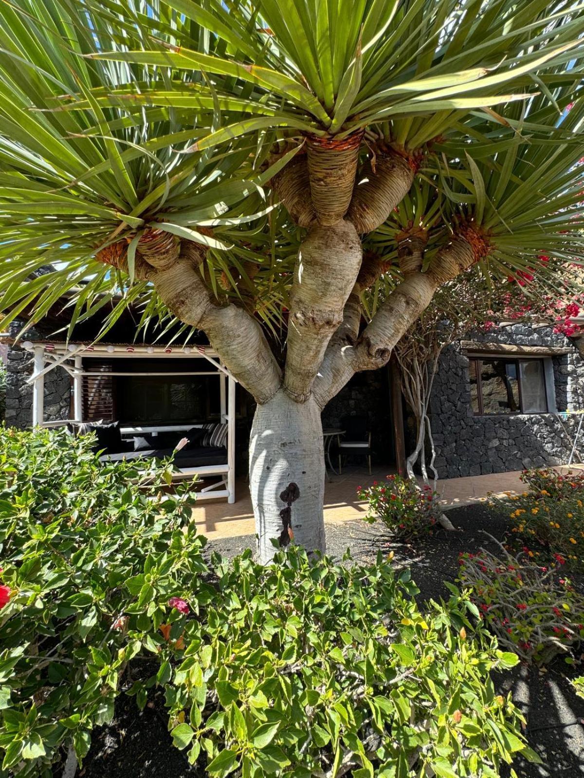 Castillo Lanzarote Villa Bailey - Luxury Villa - Pet Friendly With Heated Pool La Asomada  Esterno foto